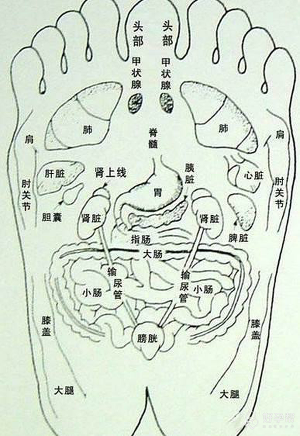 人的双脚对应人体的器官,按摩脚底穴位,有益于身心健康