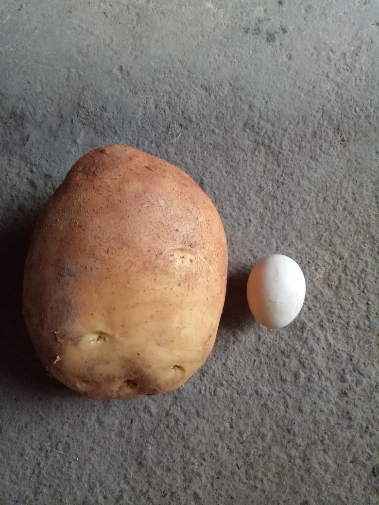 巨大的土豆,像一个大石头