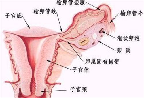 我来和大家说说输卵管检查～