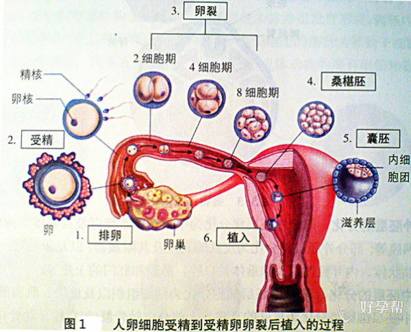 【试管知识分享】鲜胚,冻胚,囊胚的区别