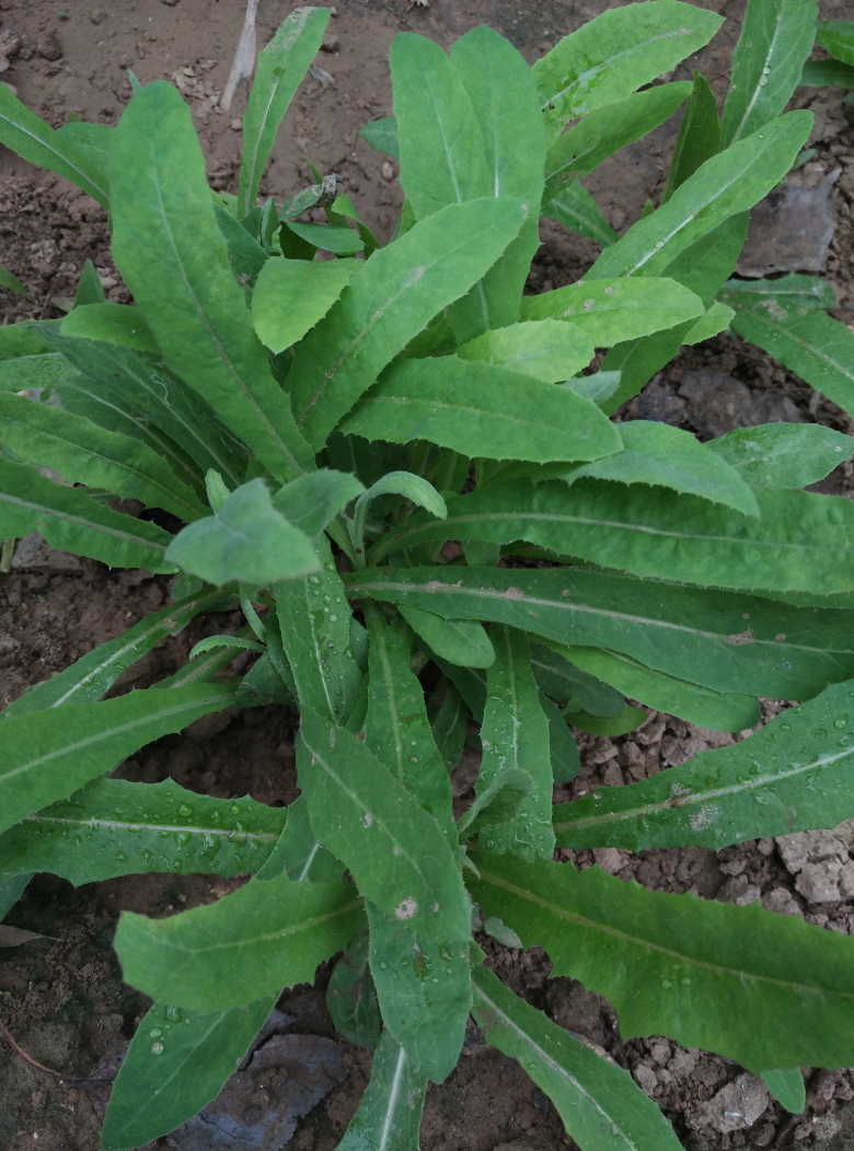 你们那有这种野菜吗