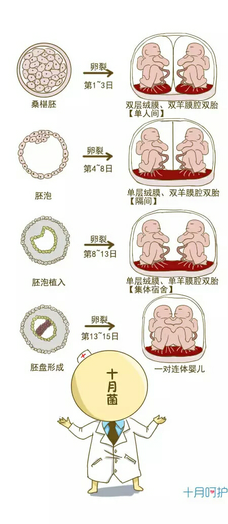 怀的明明是双胞胎，为什么只生下来一个？