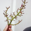 接受现实-好孕帮用户
