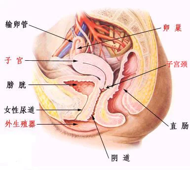 清晰图解告诉你什么是子宫前位后位，及用什么姿势最容易怀孕！