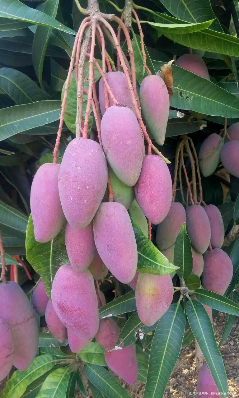 有没有姐妹们喜欢吃芒果的