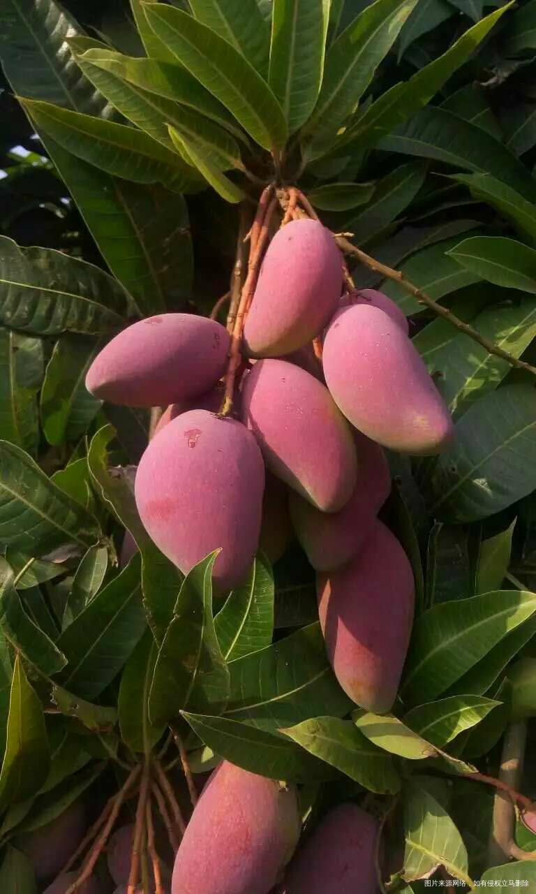 有没有姐妹们喜欢吃芒果的