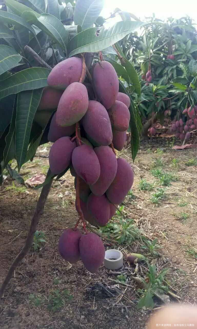 有没有姐妹们喜欢吃芒果的