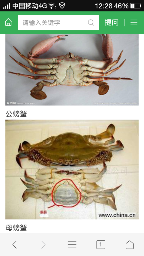 螃蟹母的好吃是吧,怎么挑选母螃蟹呢?