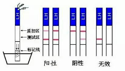 【我的达人分享】排卵试纸,如何用好它?