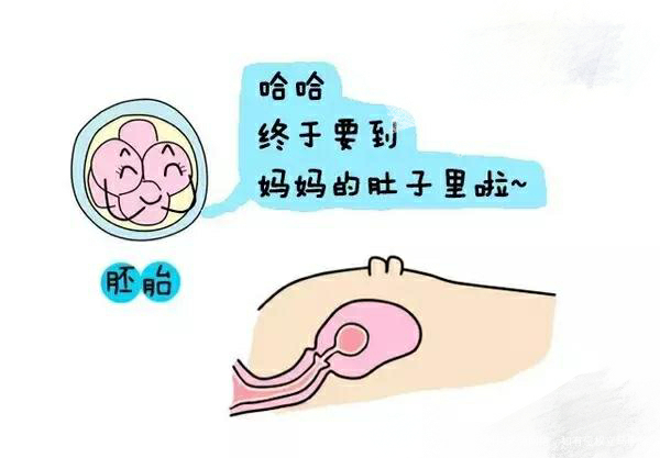 【试管知识】试管婴儿图解全过程 一看就懂……