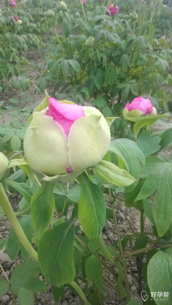 看看牡丹花的花苞是这样的.