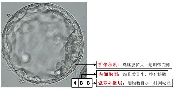 囊胚腔体积>囊胚总体积的一半b级