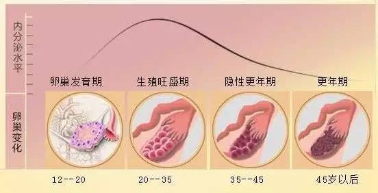 以下是内分泌水平及卵巢变化与年龄的变化图