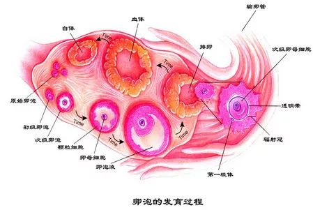 正常情况下,排卵期,卵泡大小应超过18mm,达到18mm~25mm,排出后才能