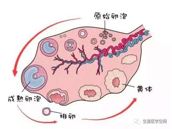 未破裂卵泡黄素化综合征(lufs)是指成熟的优势卵泡在促黄体生成激素