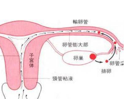 试管婴儿取卵子疼不疼