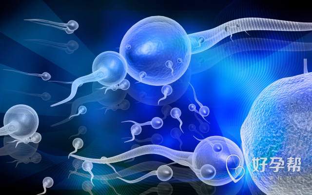 吃什么可以补精子最快？