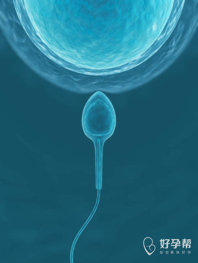 锌硒宝对精子的作用都有哪些？