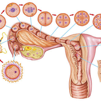 荆门哪个医院可以做试管婴儿