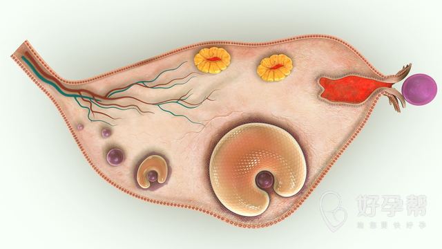 最新绍兴1家试管婴儿医院排名、哪家成功率最高