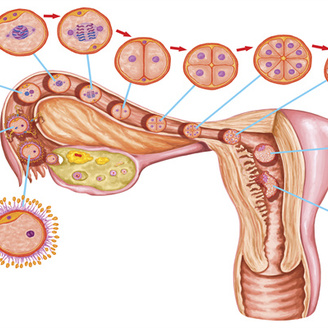 试管备孕：什么是输卵管造影检查|检查的主要目的浅析