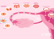 备孕怎样检查输卵管通不通?输卵管堵塞还能自然怀孕吗?