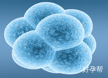 试管取卵：卵泡大小与取卵数量的科学解析