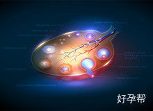 试管取卵一般多少颗合适?取卵一次就可以移植好多次吗?