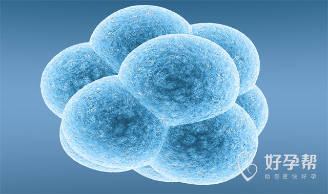 深度解析：试管取卵后没有胚胎多久可以重新促排卵?