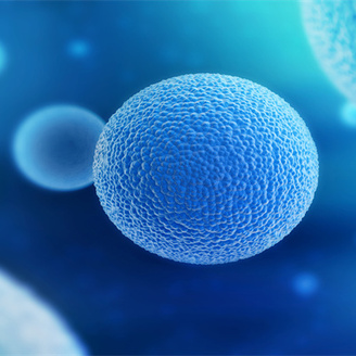 试管科普：卵泡大小与优质胚胎受精卵的形成