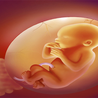 生殖专家解读：冻囊胚移植的成功率有多高?选择哪种胚胎移植好?