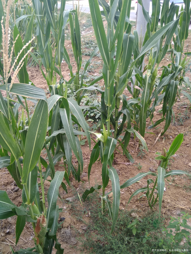 把这些玉米掰了放冰箱里