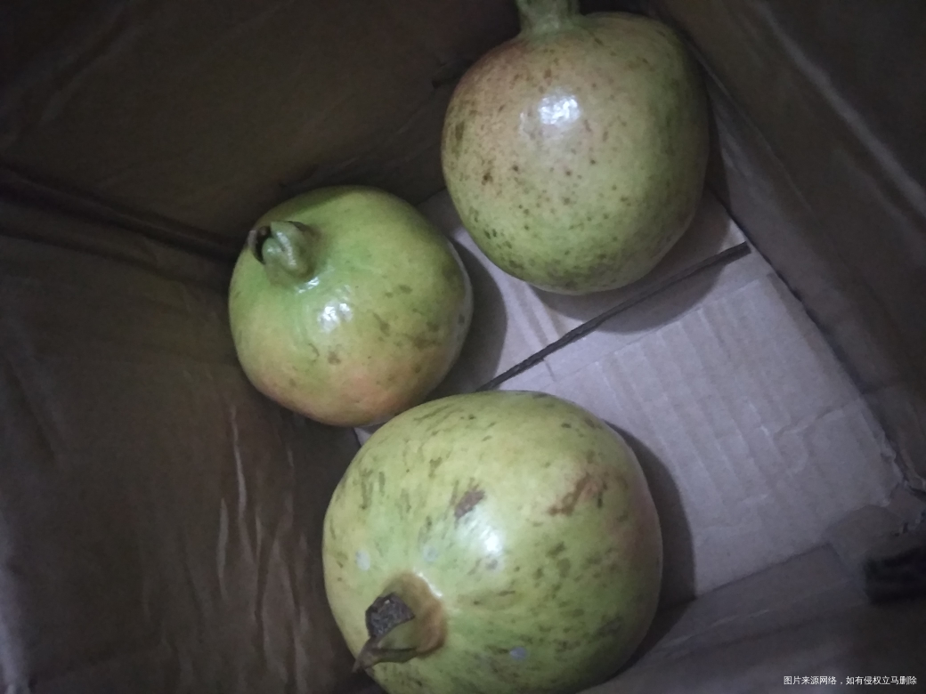 种的石榴回来了,还不错😄