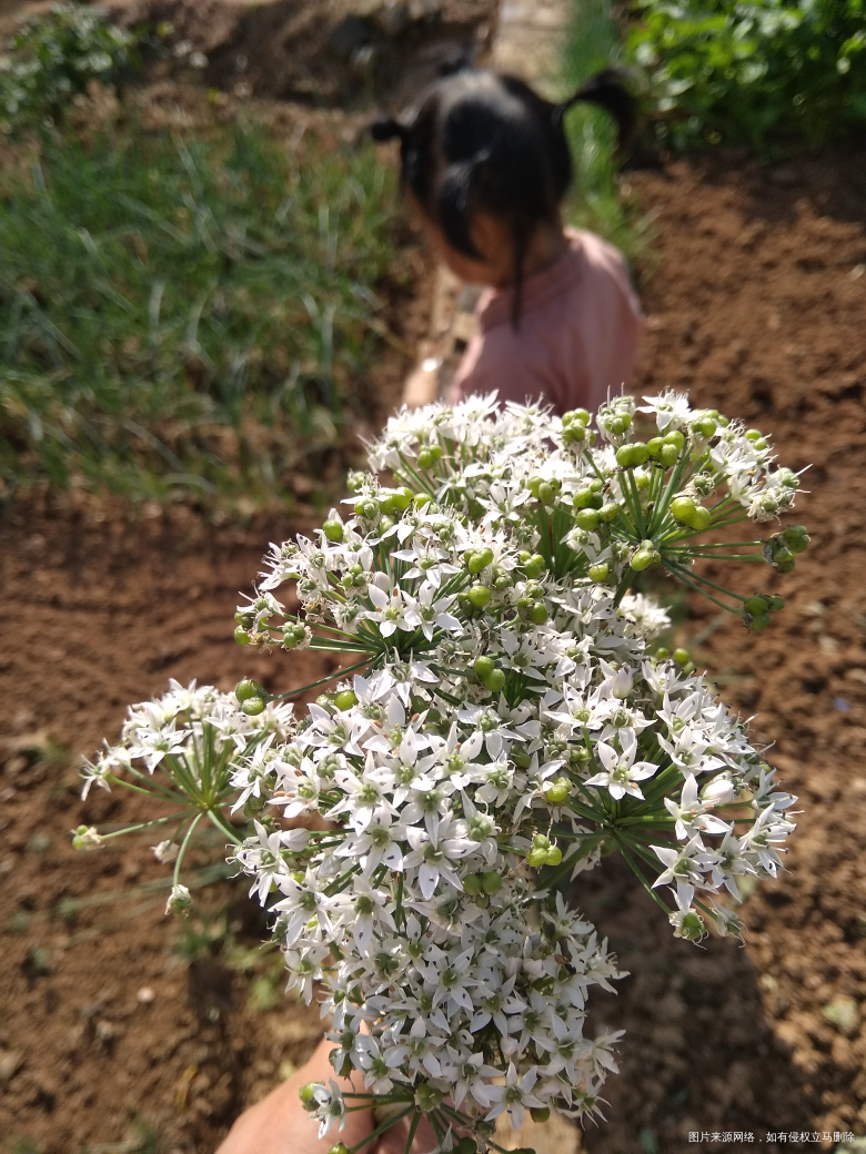 看看这是什么花∠※∠※∠※