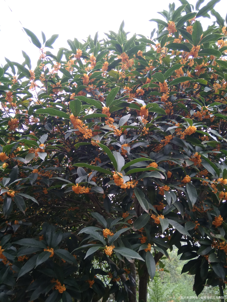 坐在邻居家院子里就闻到桂花的香味😄