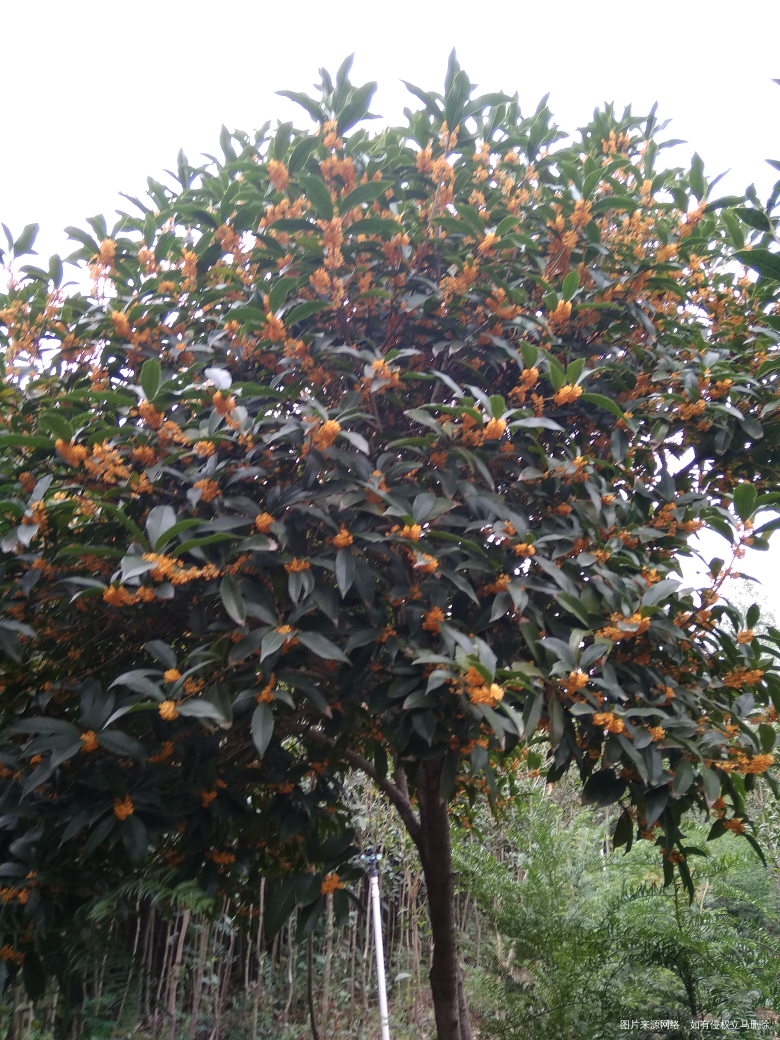 坐在邻居家院子里就闻到桂花的香味😄