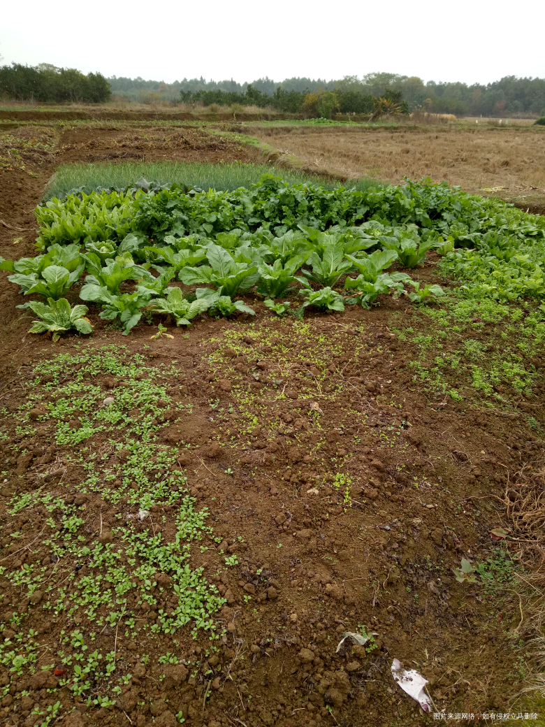 看看婆婆种的青菜,吃都不完吃不完