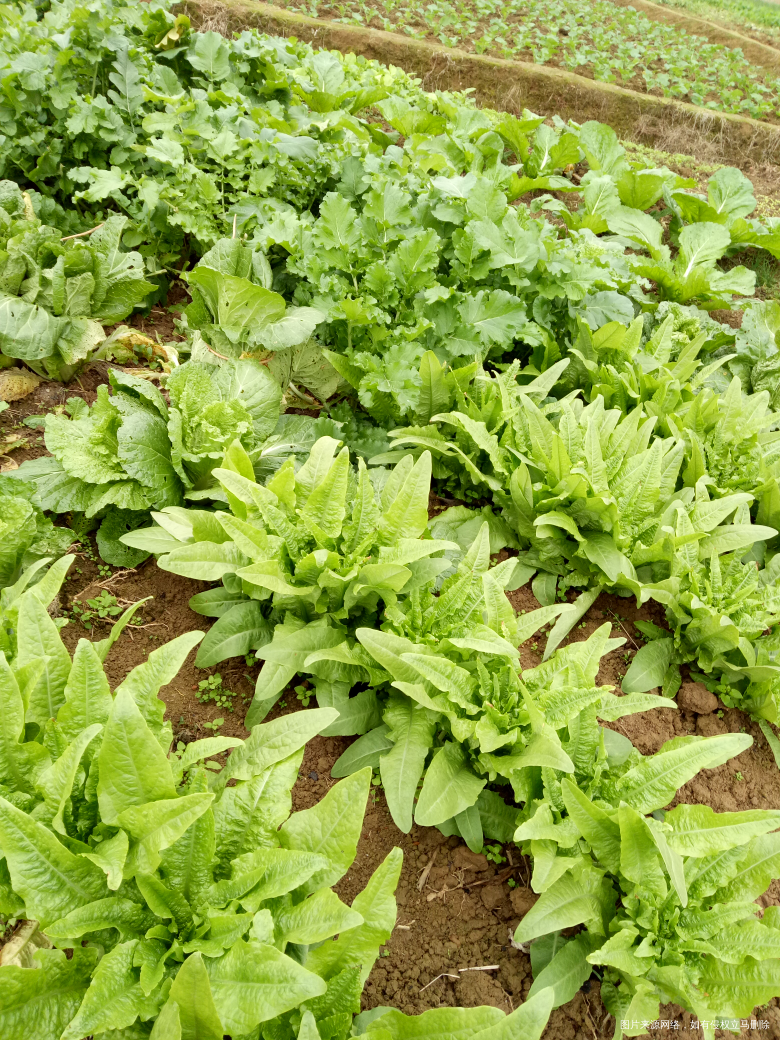 看看婆婆种的青菜,吃都不完吃不完