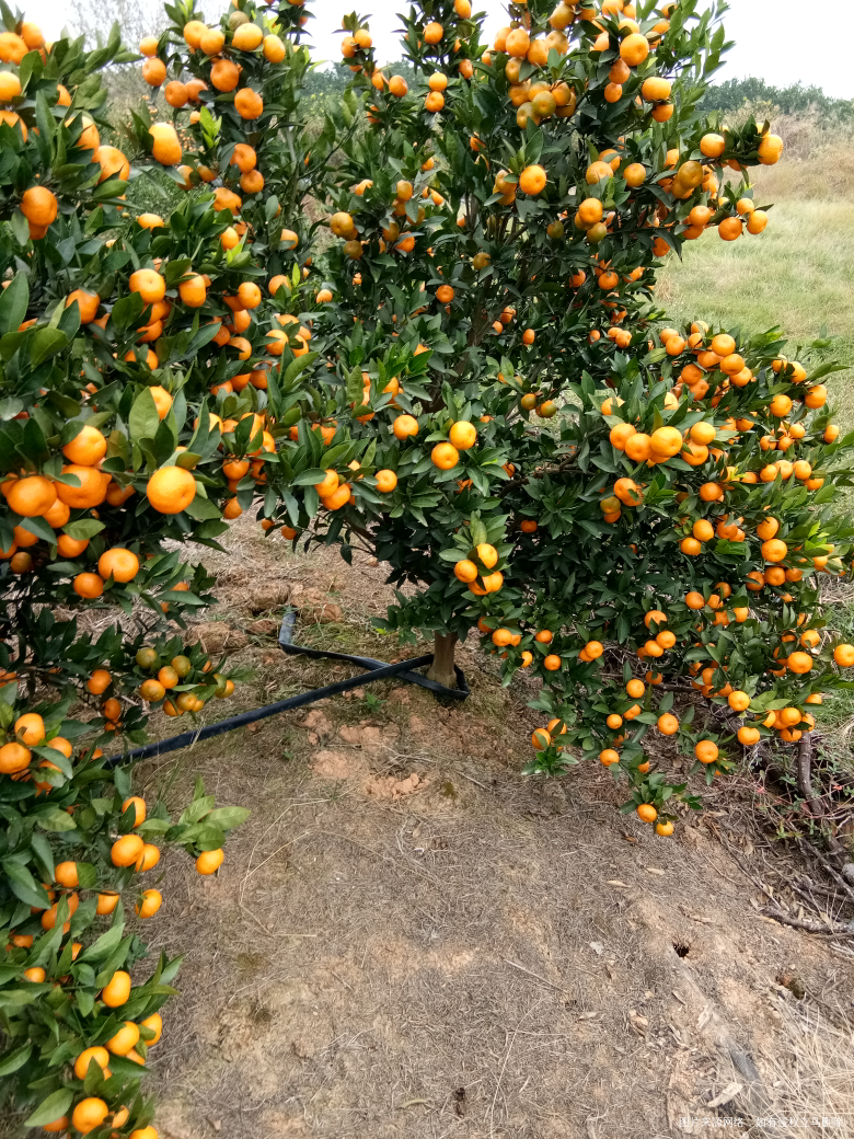 去果园摘了点蜜橘回家吃