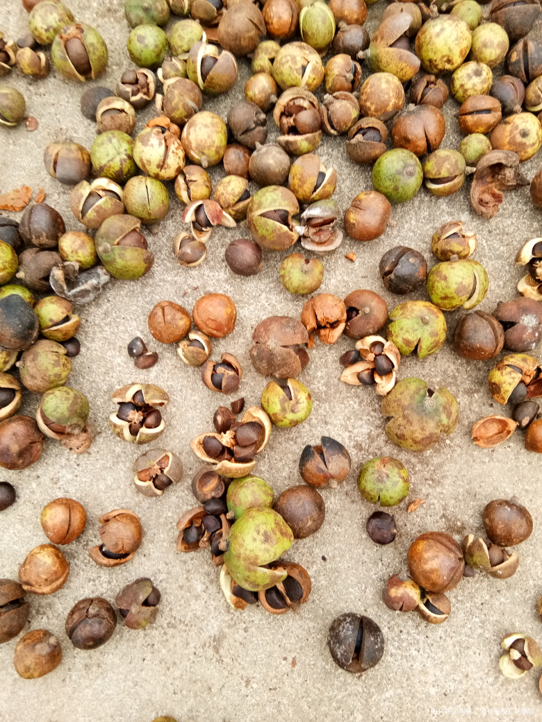 好大的茶子,我家啥时候能