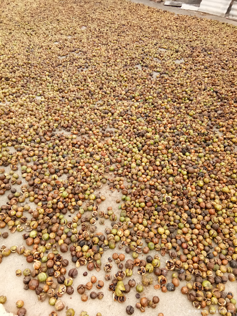 好大的茶子,我家啥时候能