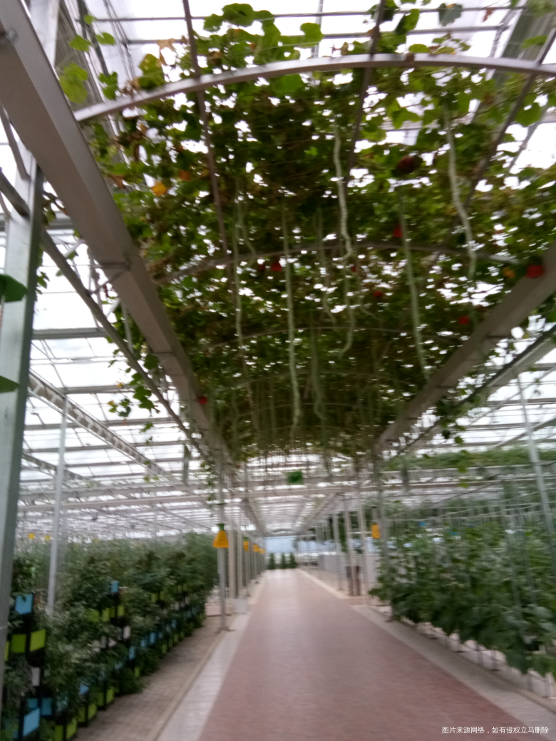 去了大姑家过节,又去看了绿色食品