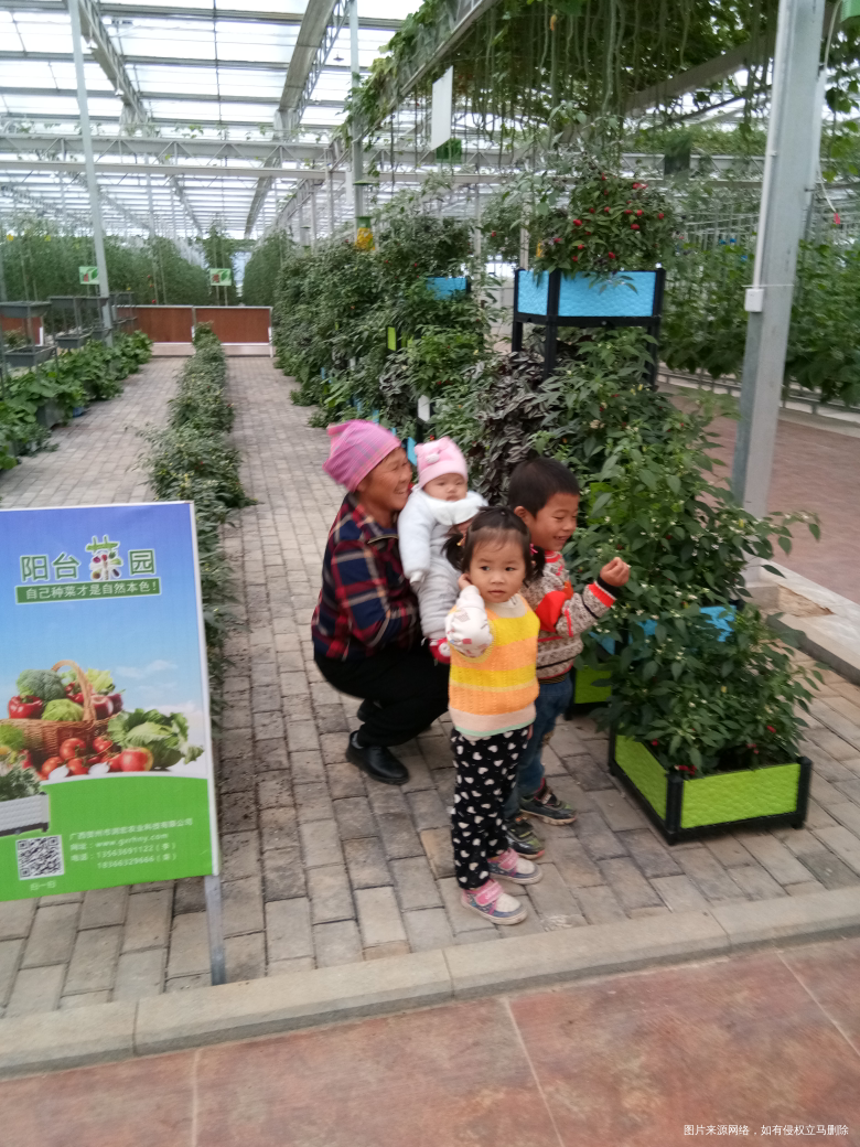 去了大棚里看绿色食品,蛮好看😊