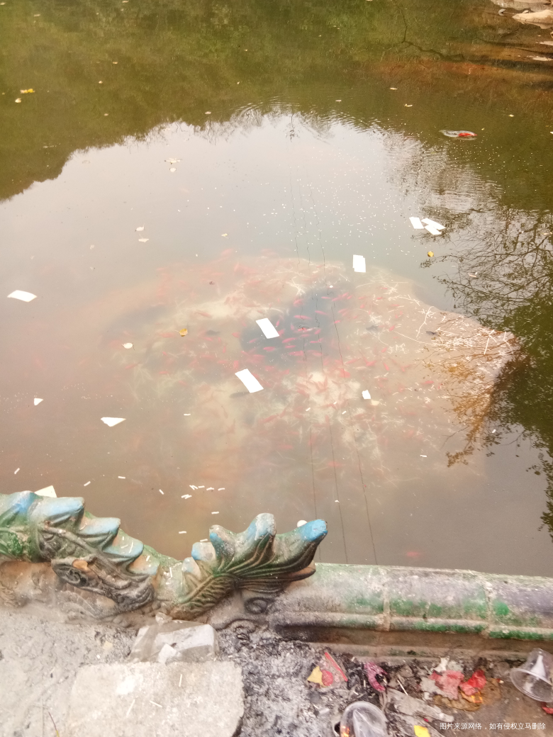 二龙潭里的鱼和乌龟,嘿嘿😁