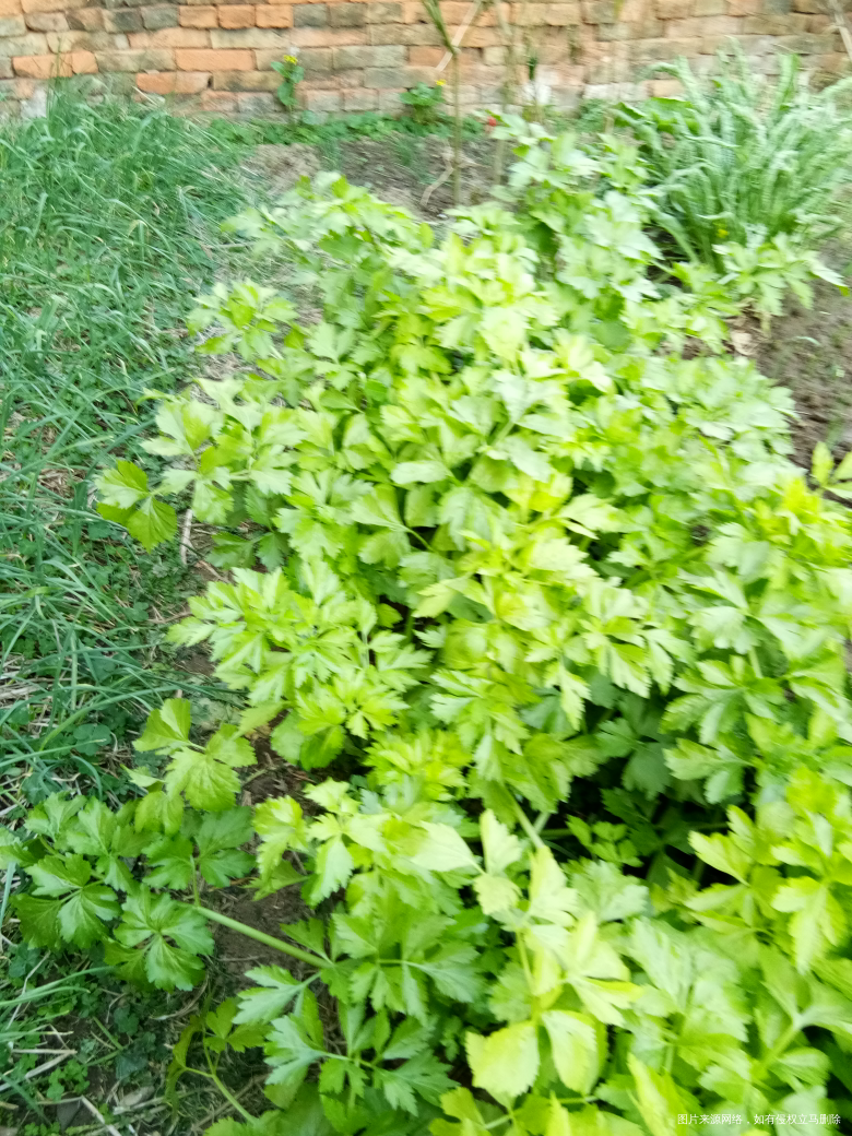 今天回家了,看看老公种的