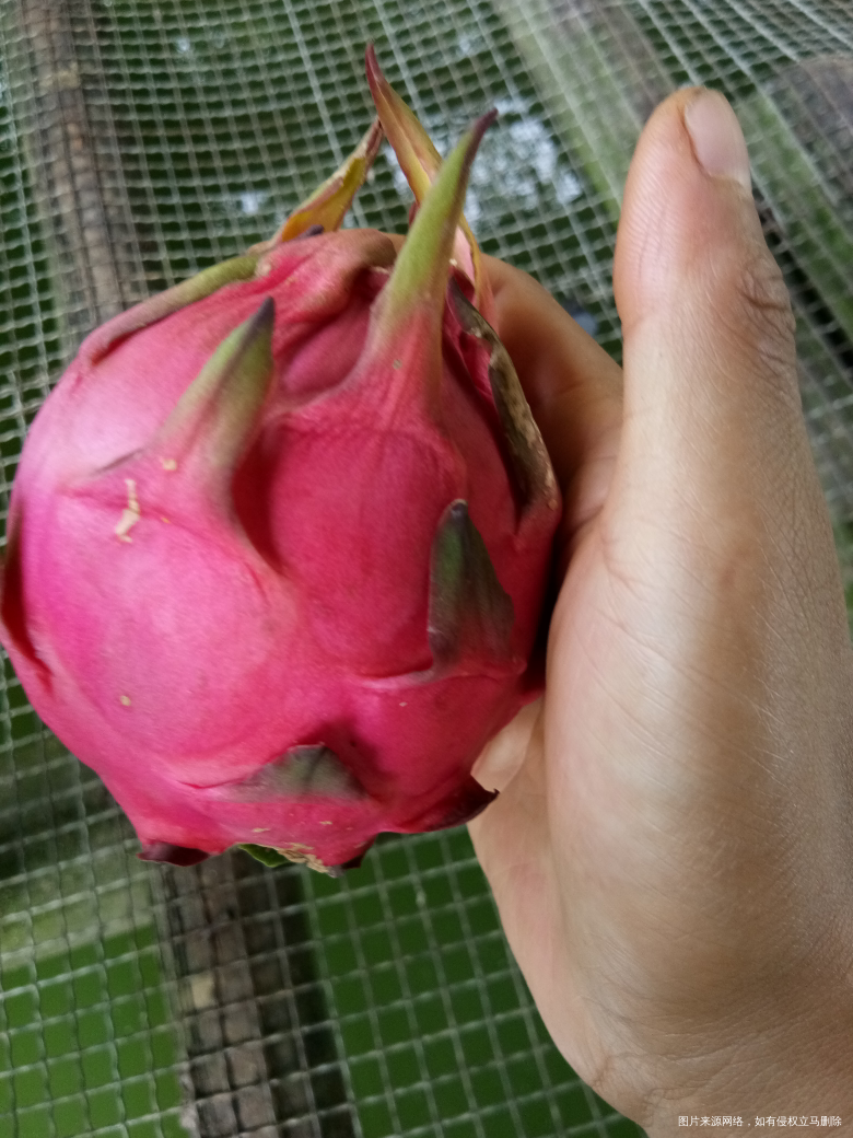 好好吃的红心火龙果呢😊
