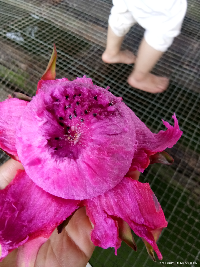 好好吃的红心火龙果呢😊