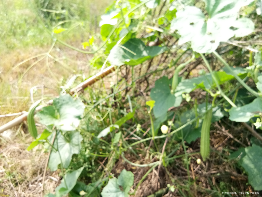 我在地上种的丝瓜,哈哈😄
