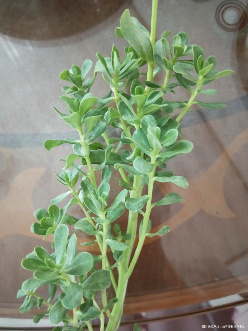 我只知道一种红根黄花马齿笕