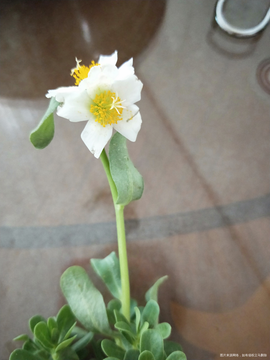 我只知道一种红根黄花马齿笕